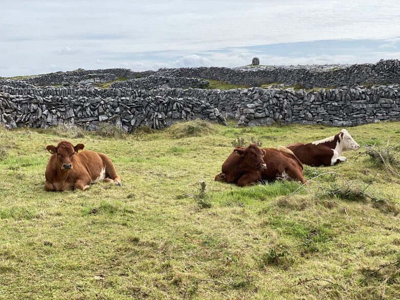 Home Exchange in Ennis, Clare, Ireland