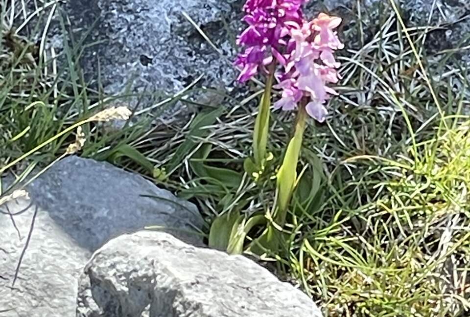 Home Exchange in Ennis, Clare, Ireland