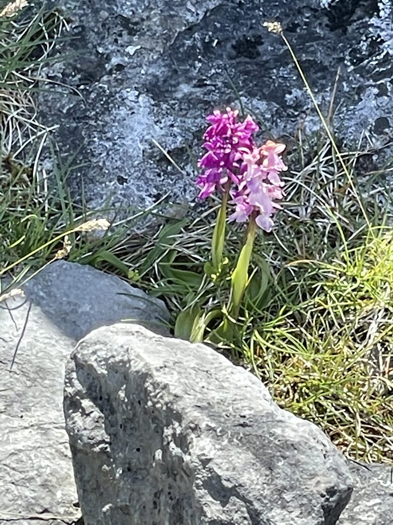 Home Exchange in Ennis, Clare, Ireland
