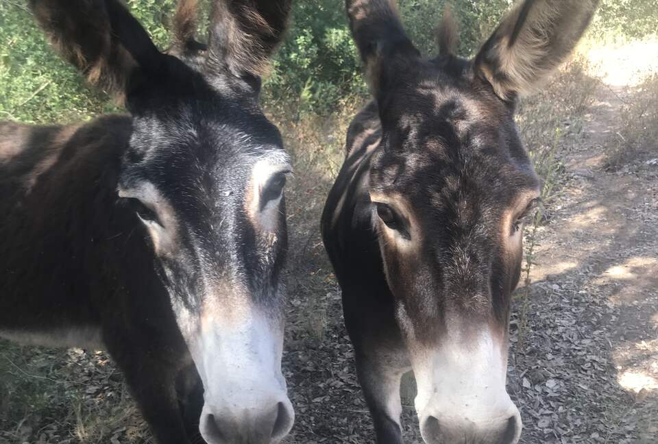 Modern Mallorca Finca - Artà, Spain