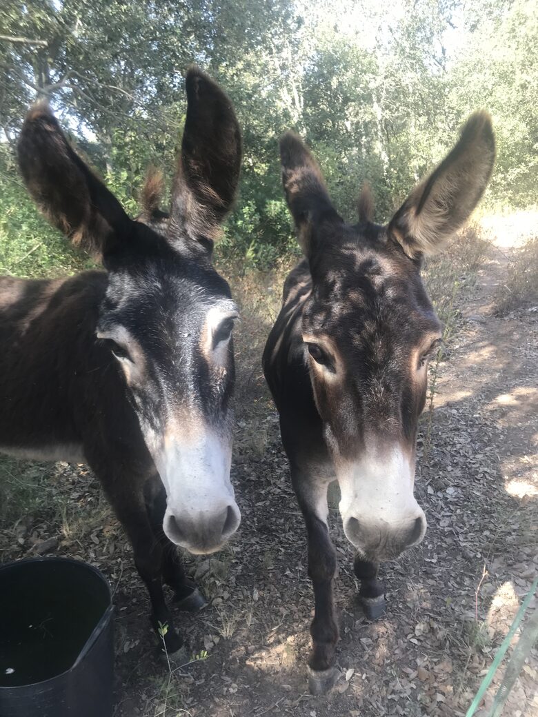 Modern Mallorca Finca - Artà, Spain