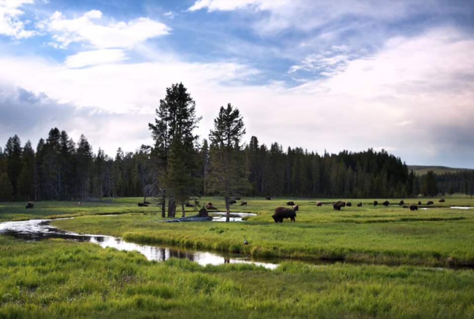 Madison River Yellowstone