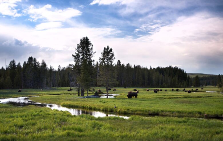 Madison River Yellowstone