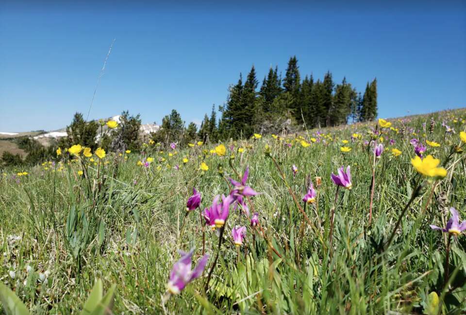 Wild flowers on Mt. Jefferson Trail