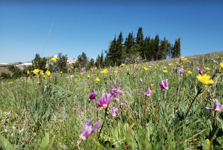 Wild flowers on Mt. Jefferson Trail