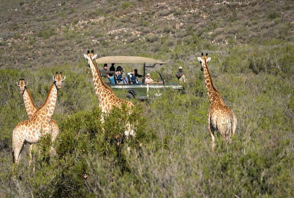 Melozhori Game Reserve | The Pod - Stormsvlei, South Africa