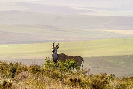 Melozhori Game Reserve | The Lodge | All-inclusive - Stormsvlei, South Africa