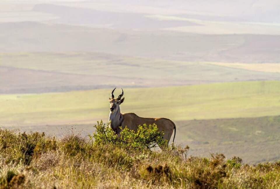 Melozhori Game Reserve | The Pod - Stormsvlei, South Africa