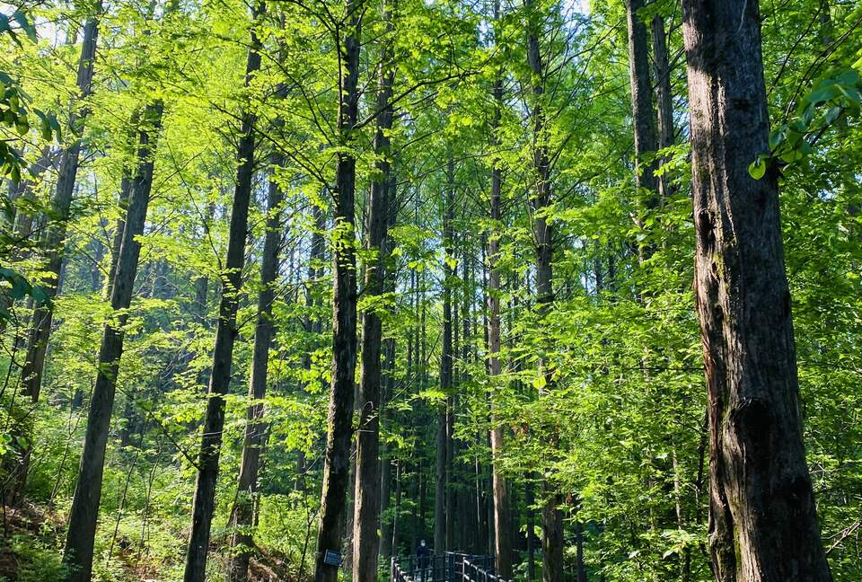 Seoul Forest Trail retreat - Seoul, South Korea