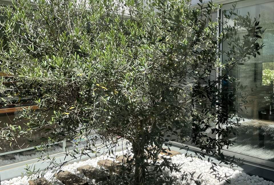 An olive tree in our patio