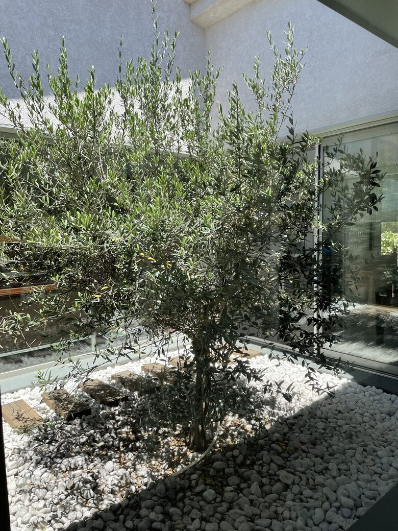 An olive tree in our patio