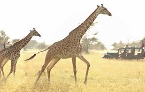 Cottar's Mara Bush Villa (R) - Masai Mara, Africa, Kenya