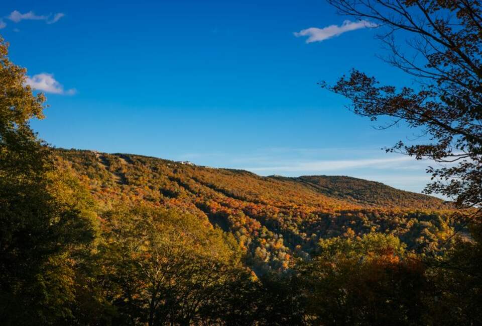 Snowshoe Black Bear Crossing- #34 - Snowshoe, West Virginia