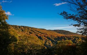Snowshoe Black Bear Crossing #22 - Snowshoe, West Virginia
