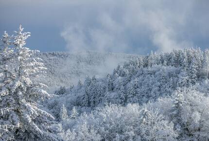 Snowshoe Black Bear Crossing- #34 - Snowshoe, West Virginia