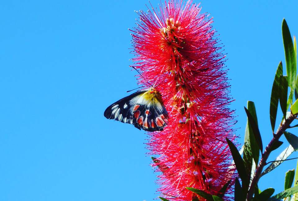 SANDS BEACH HOUSE - Mount Coolum, Australia