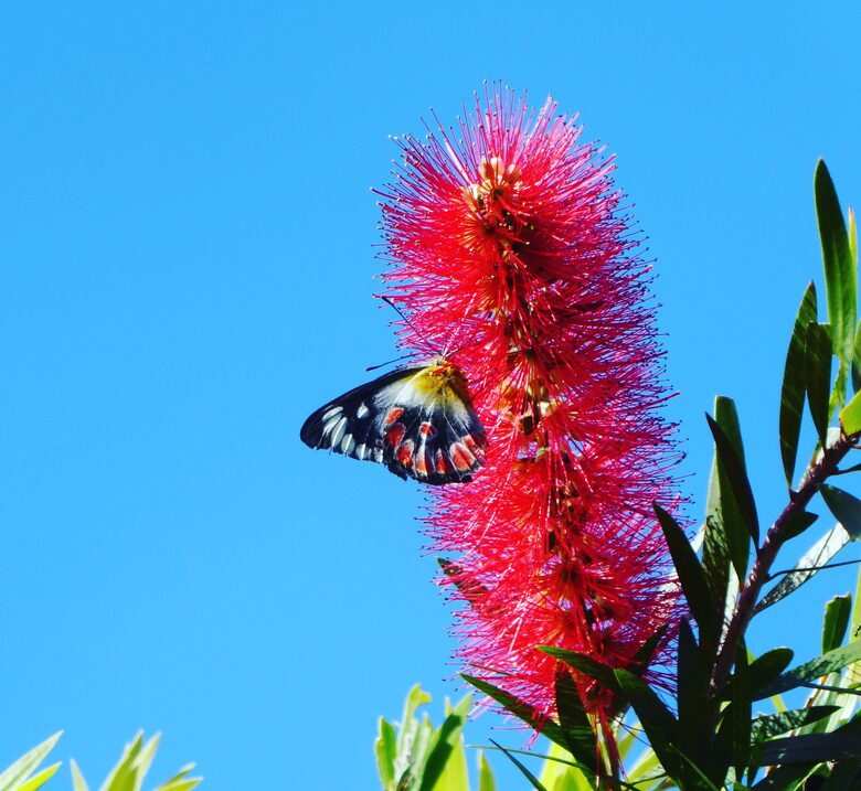 SANDS BEACH HOUSE - Mount Coolum, Australia