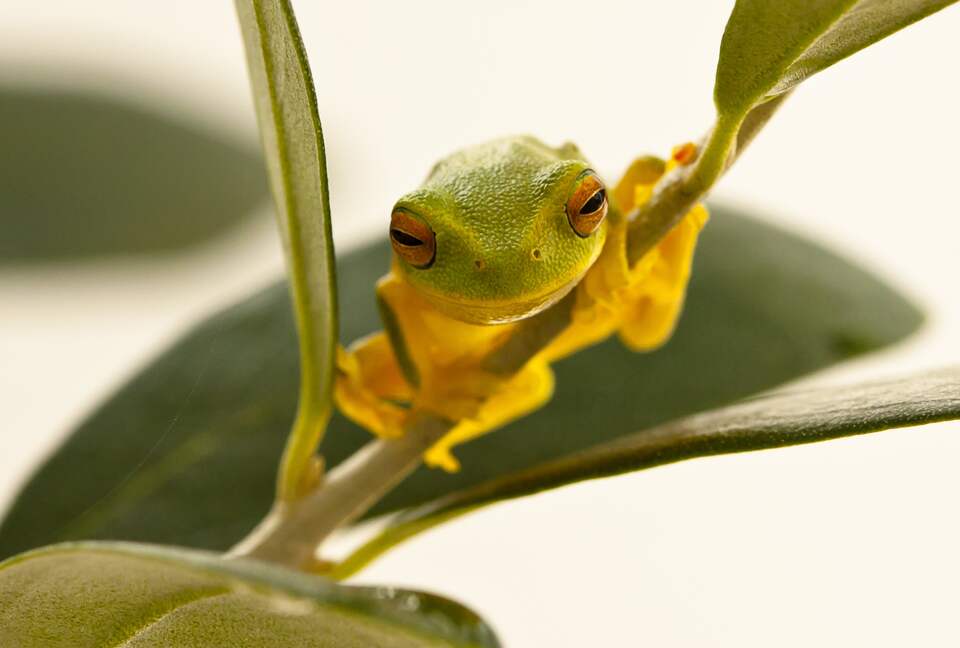 SANDS BEACH HOUSE - Mount Coolum, Australia