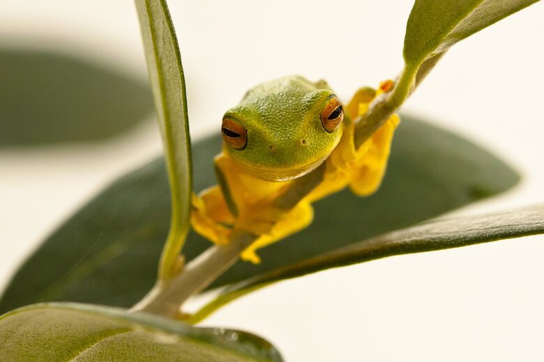 SANDS BEACH HOUSE - Mount Coolum, Australia
