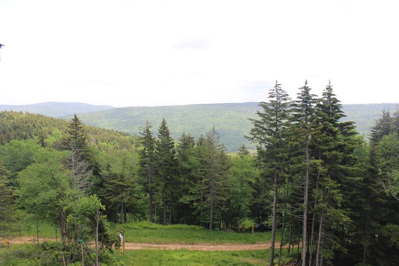 Snowshoe Black Bear Crossing #22 - Snowshoe, West Virginia