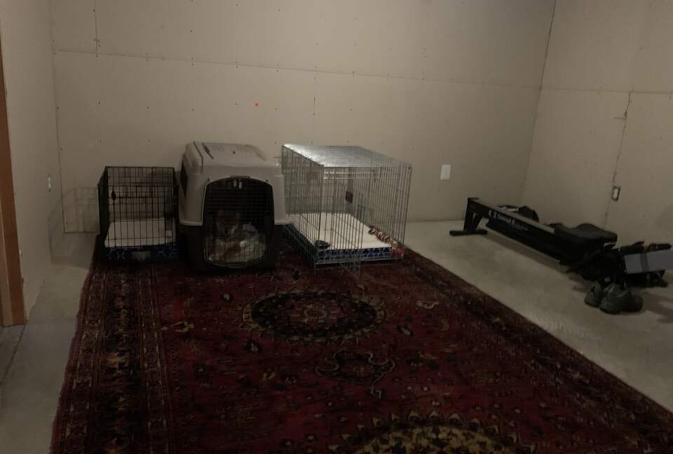 Basement - dog crates / rower
