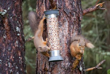 The Green Lodge Aviemore - Aviemore, United Kingdom