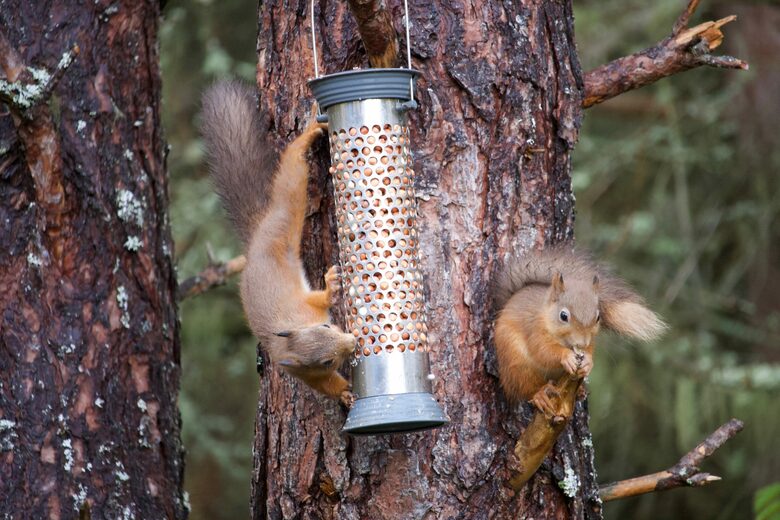 The Green Lodge Aviemore - Aviemore, United Kingdom