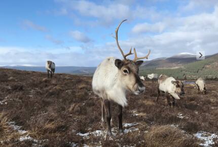 The Green Lodge Aviemore - Aviemore, United Kingdom