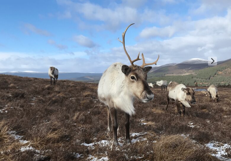 The Green Lodge Aviemore - Aviemore, United Kingdom