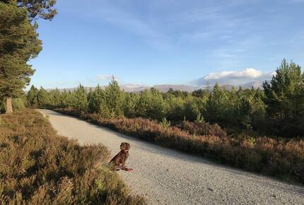 The Green Lodge Aviemore - Aviemore, United Kingdom