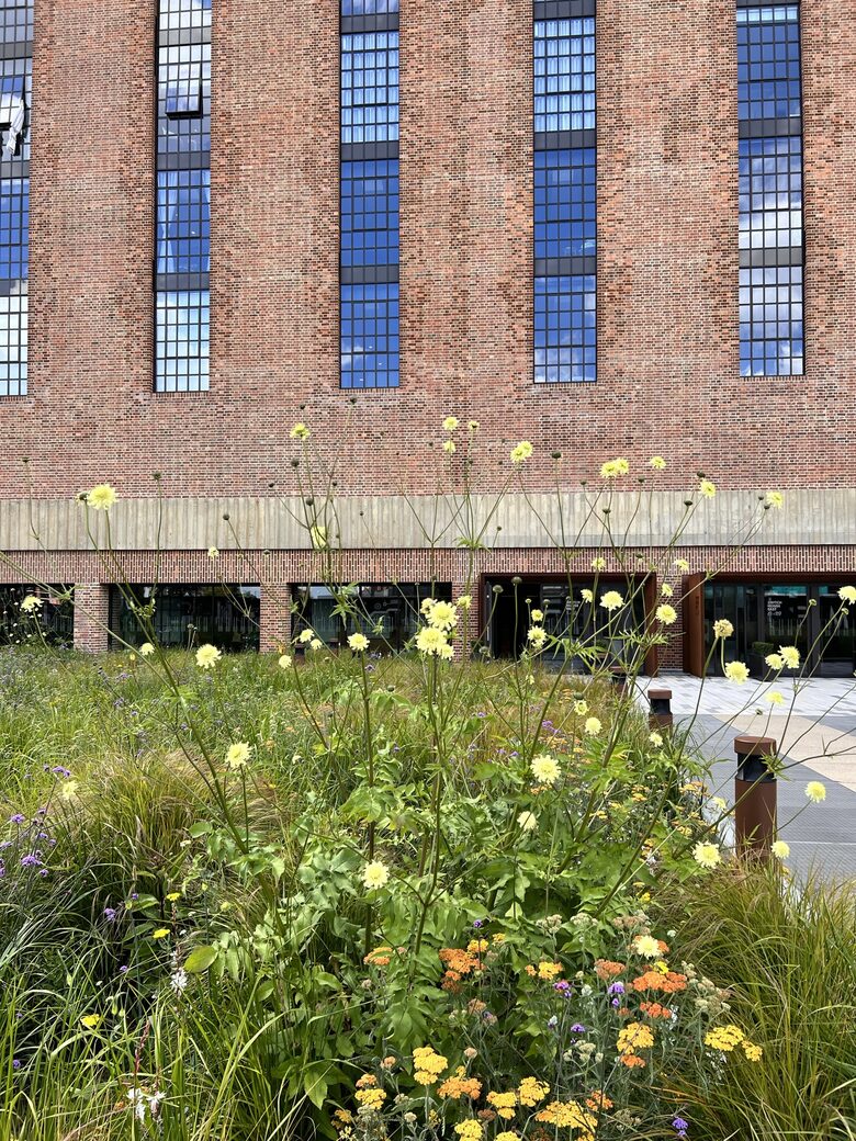 wildflower gardens in front of Switch House East