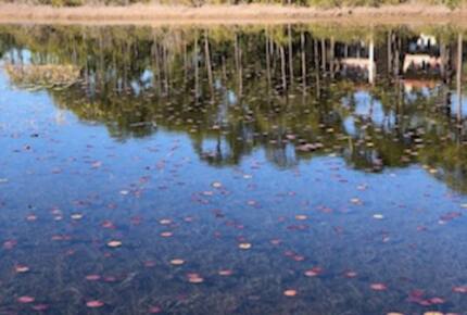 West Beach Cottage at Watersound - Santa Rosa Beach, Florida