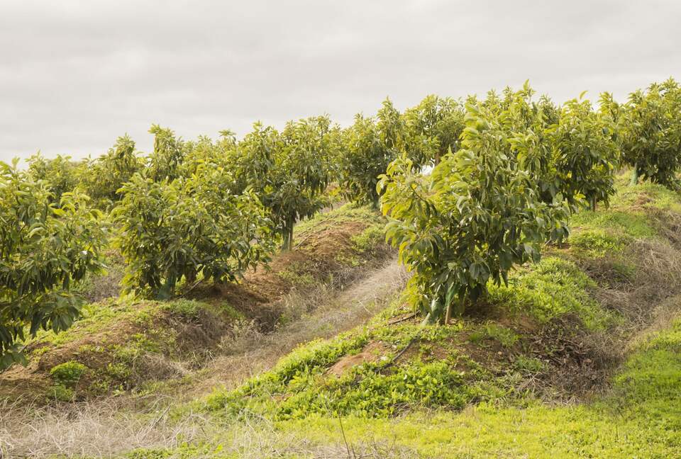 Finca La Cuadra - Coín, Spain