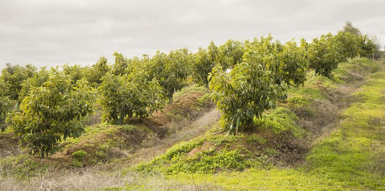 Finca La Cuadra - Coín, Spain