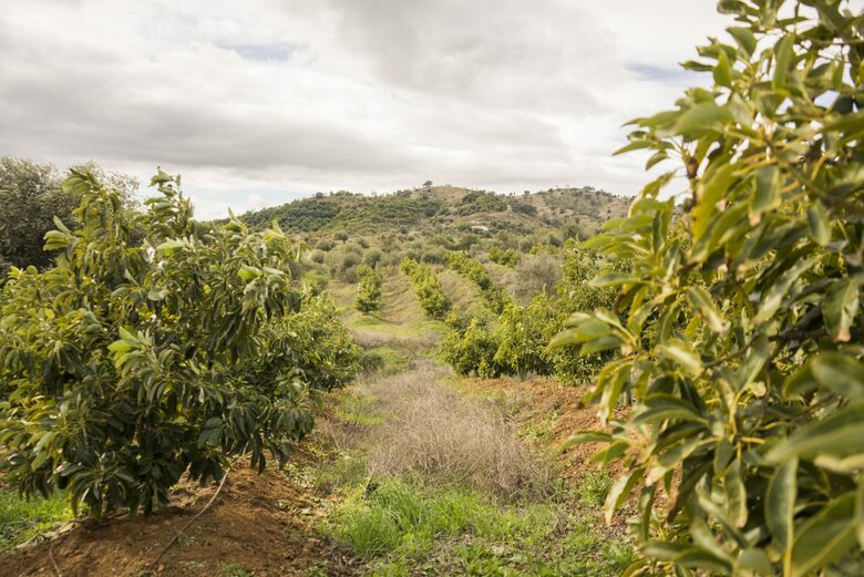 Finca La Cuadra - Coín, Spain