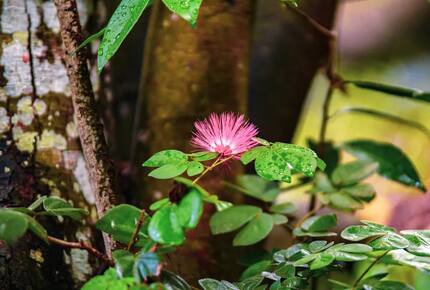Banana Tree Villa | Private Retreat St John, USVI - St John, Virgin Islands, U.S.