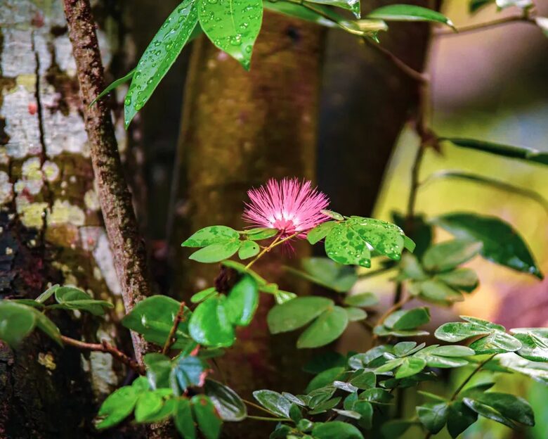 Banana Tree Villa | Private Retreat St John, USVI - St John, Virgin Islands, U.S.