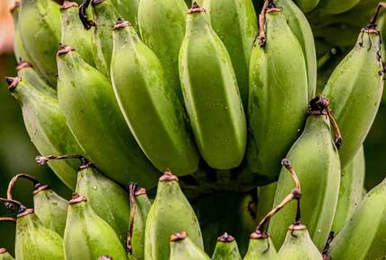 Banana Tree Villa | Private Retreat St John, USVI - St John, Virgin Islands, U.S.