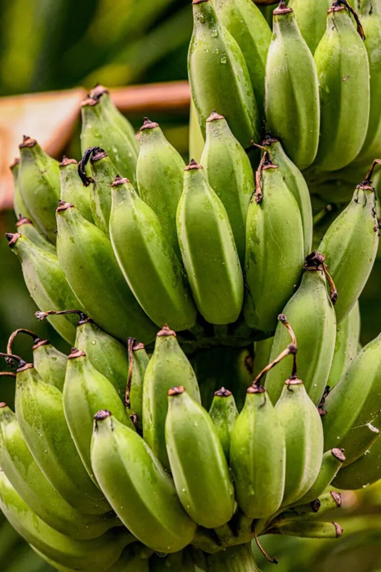 Banana Tree Villa | Private Retreat St John, USVI - St John, Virgin Islands, U.S.