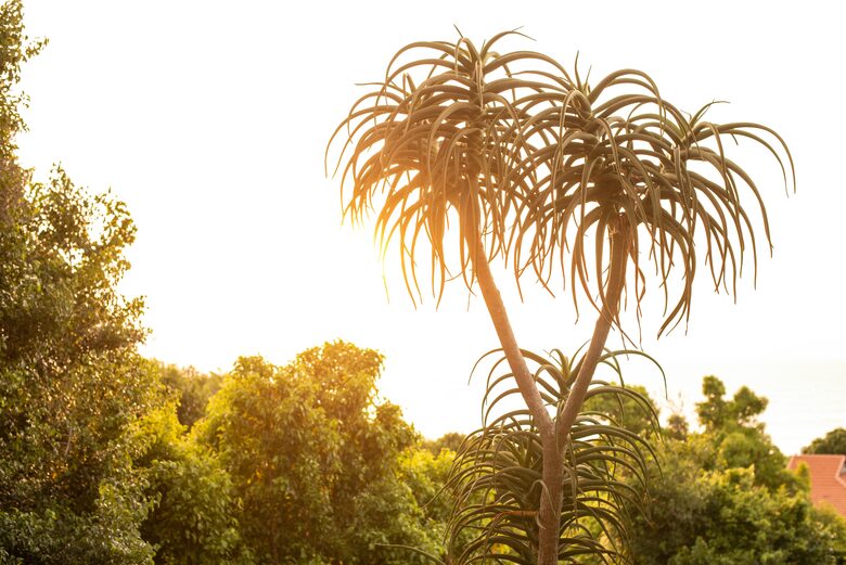 Zimbali Coastal Resort - Pelican View - Ballito, South Africa