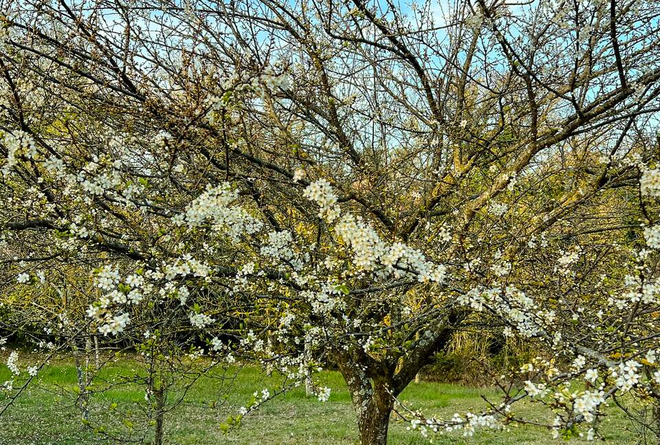 Villa San Lorenzo Umbrian Estate - Castiglione Del Lago, Italy