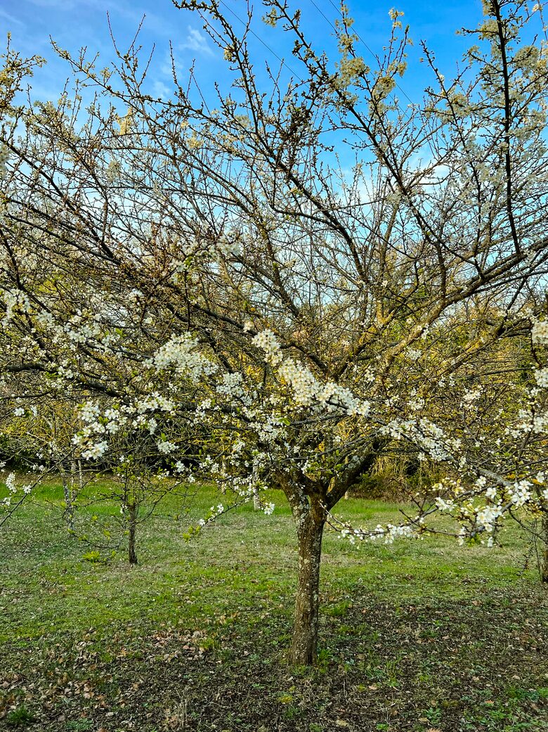 Villa San Lorenzo Umbrian Estate - Castiglione Del Lago, Italy