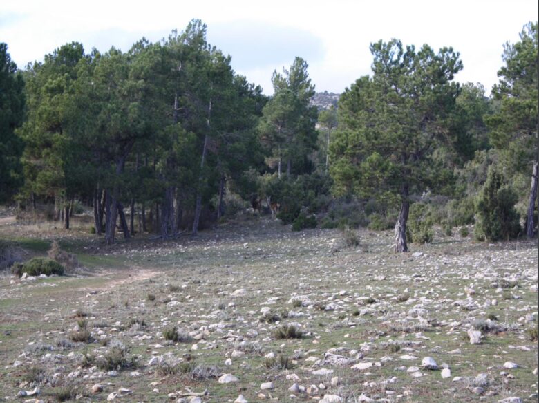 Collado Serrano - Puebla de Don Fadrique, Granada, Spain