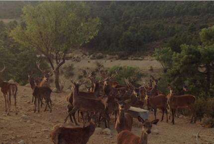 Collado Serrano - Puebla de Don Fadrique, Granada, Spain