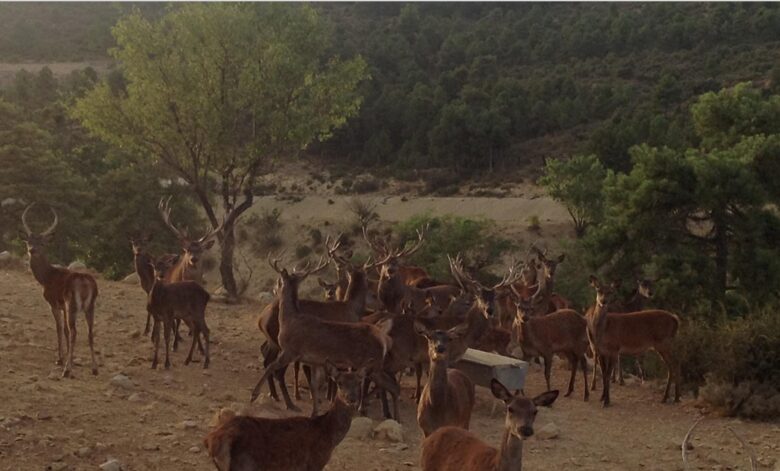 Collado Serrano - Puebla de Don Fadrique, Granada, Spain