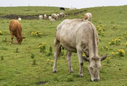Lahinch Golf Links Home - Lahinch, Ireland