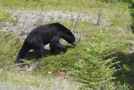 Cloud Nine - Top Floor Views, Steps to Downtown! - Canmore, Canada