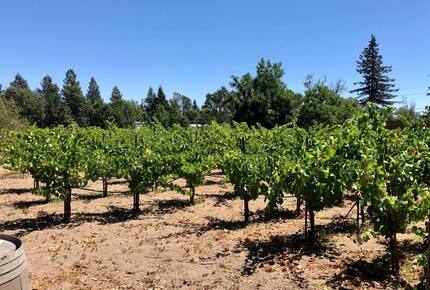 A Private Oasis with Pool, Vineyard, Hot Tub, Bocce & More - Sonoma, California