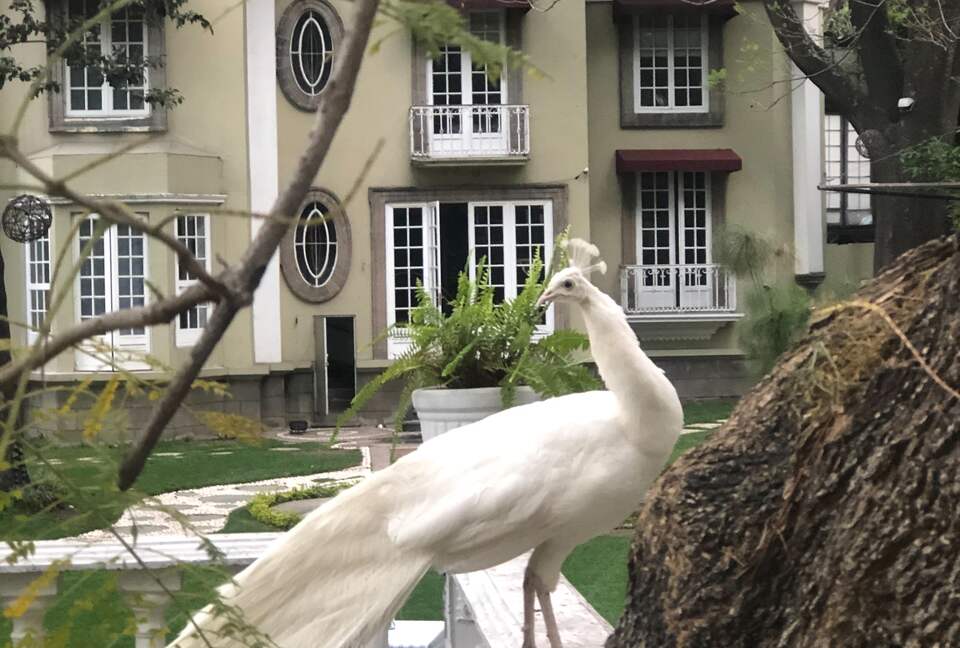 Mansion Papilio - Ciudad de México, Mexico