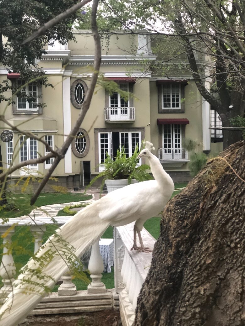 Mansion Papilio - Ciudad de México, Mexico